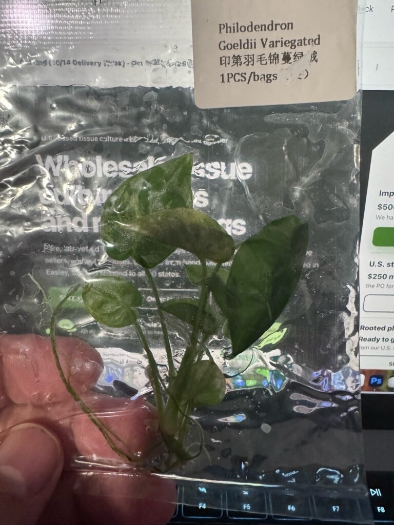 Philodendron Goeldii Variegated tissue culture plantlet in sterile container