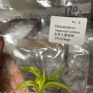 Philodendron Imperial Golden tissue culture plantlet in sterile container