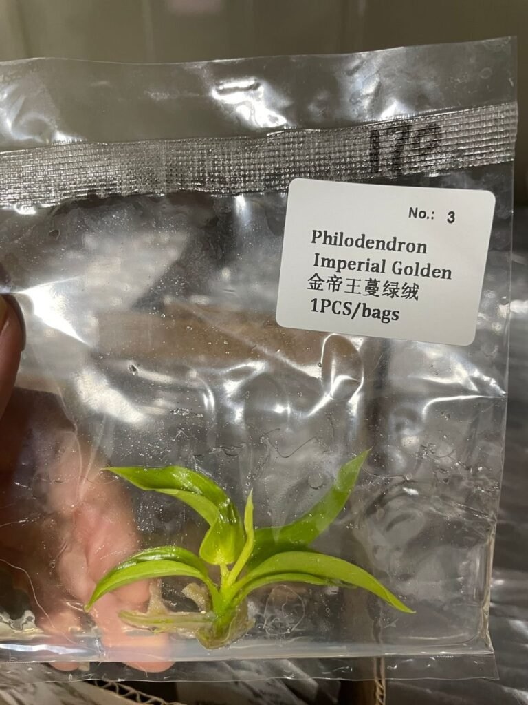 Philodendron Imperial Golden tissue culture plantlet in sterile container