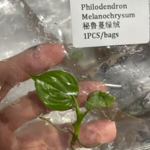 Philodendron Melanochrysum tissue culture plantlet in sterile container
