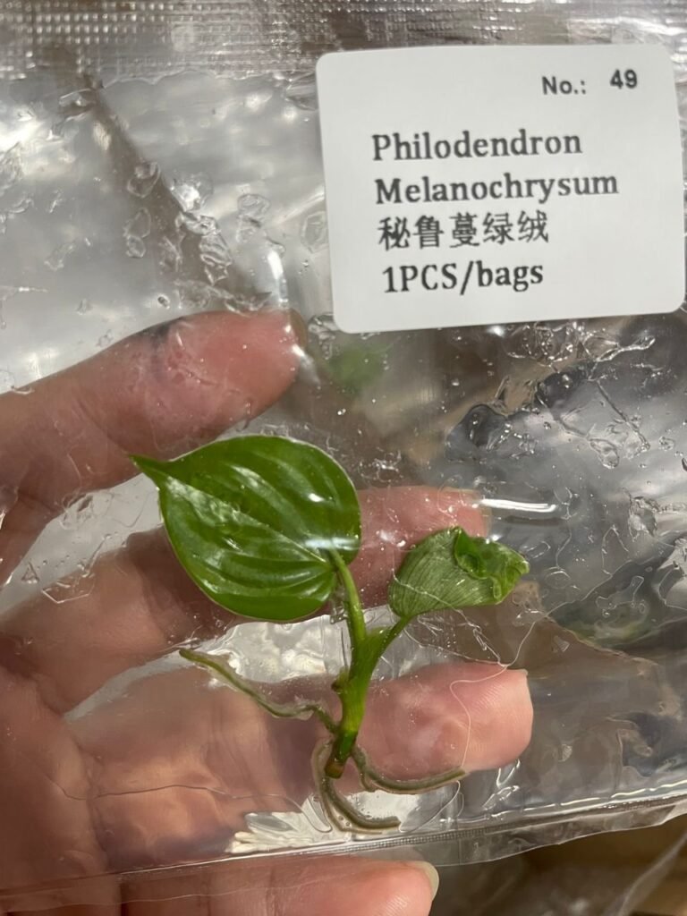 Philodendron Melanochrysum tissue culture plantlet in sterile container
