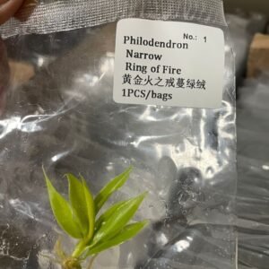 Philodendron Narrow Ring of Fire tissue culture plantlet in sterile container