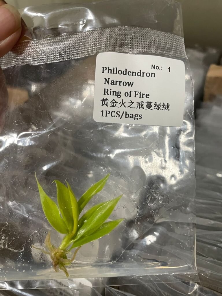 Philodendron Narrow Ring of Fire tissue culture plantlet in sterile container