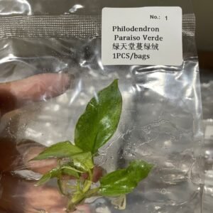 Philodendron Paraiso Verde tissue culture plantlet in sterile container