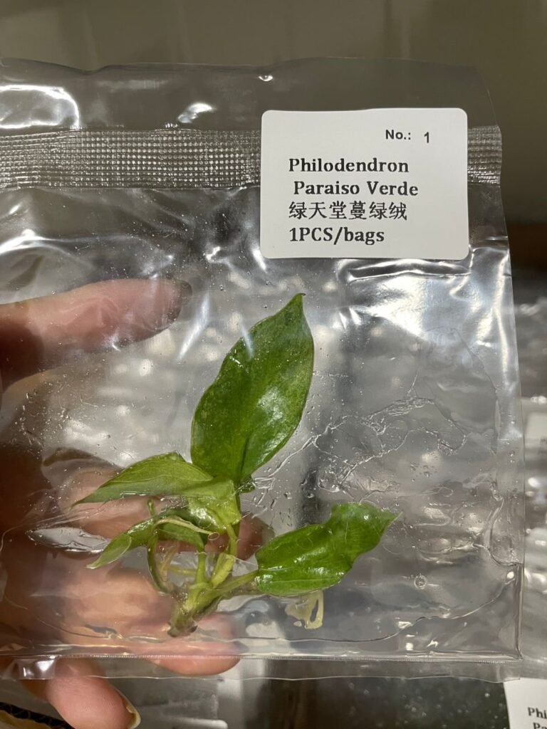 Philodendron Paraiso Verde tissue culture plantlet in sterile container