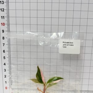 Philodendron Pink Princess tissue culture plantlet in sterile container