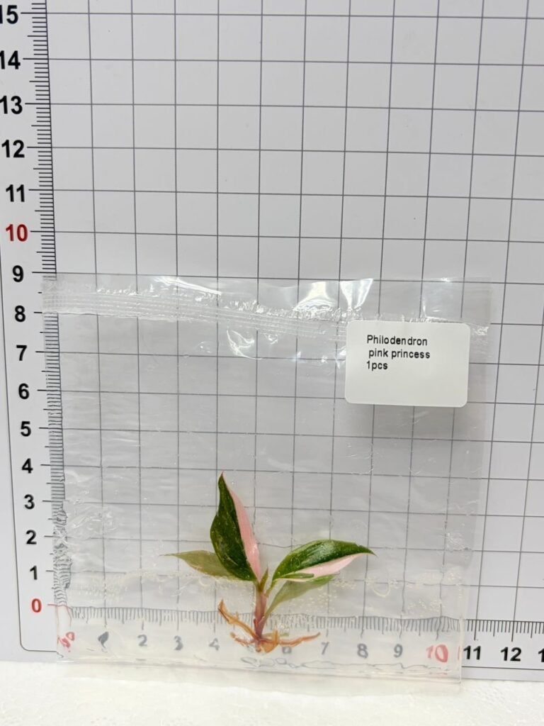 Philodendron Pink Princess tissue culture plantlet in sterile container