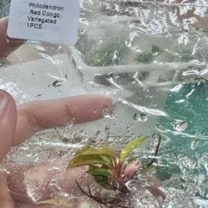 Philodendron Red Congo Variegated tissue culture plantlet in sterile container