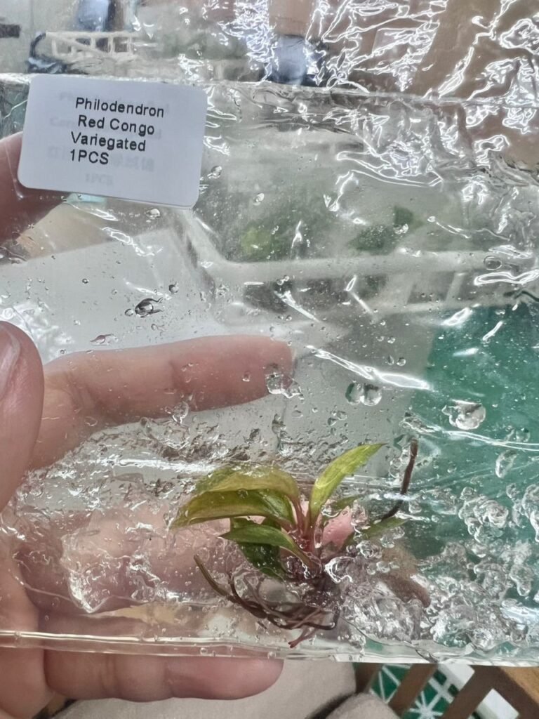 Philodendron Red Congo Variegated tissue culture plantlet in sterile container