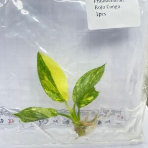 Philodendron Rojo Congo tissue culture plantlet in sterile container