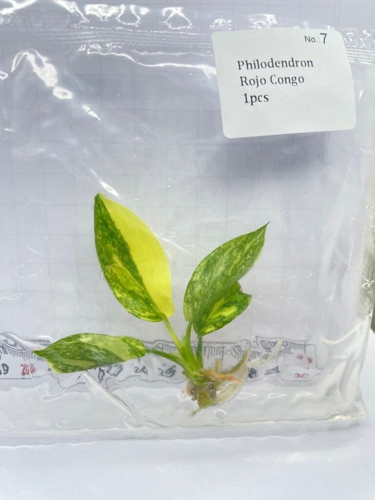 Philodendron Rojo Congo tissue culture plantlet in sterile container