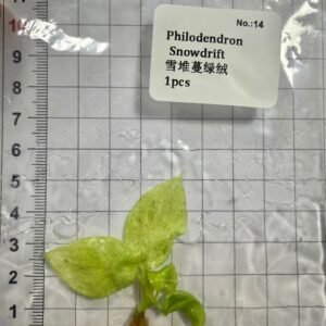 Philodendron Snowdrift tissue culture plantlet in sterile container