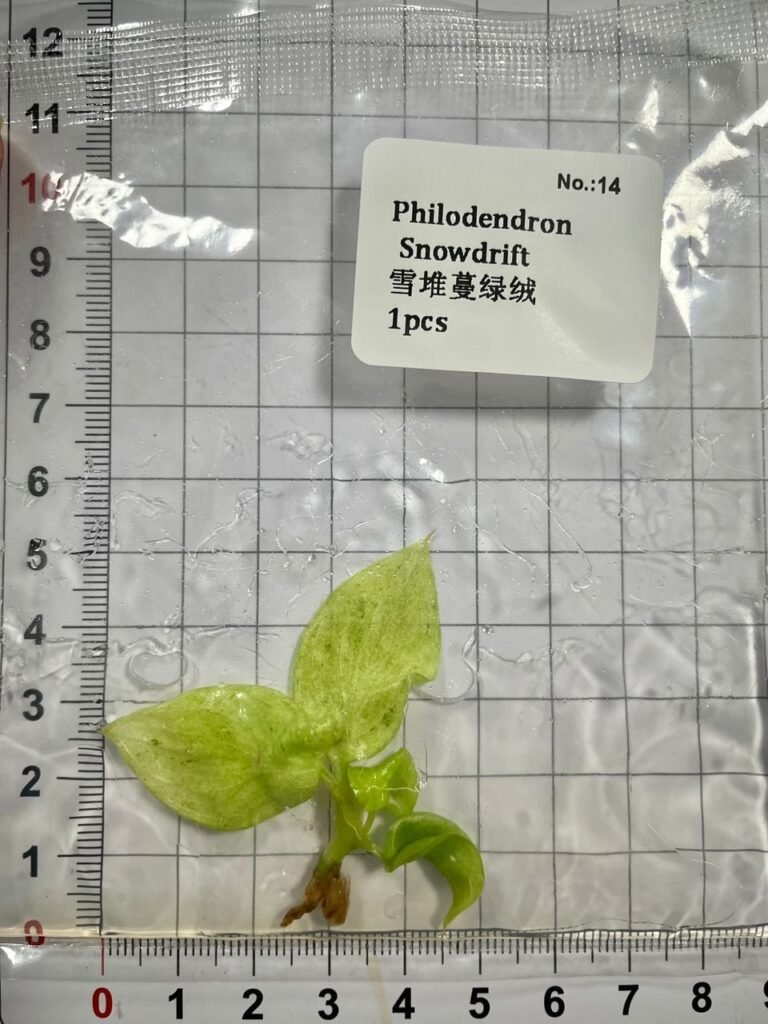 Philodendron Snowdrift tissue culture plantlet in sterile container