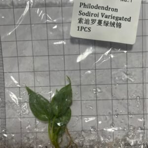 Philodendron Sodiroi Variegated tissue culture plantlet in sterile container