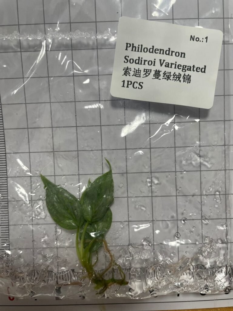 Philodendron Sodiroi Variegated tissue culture plantlet in sterile container