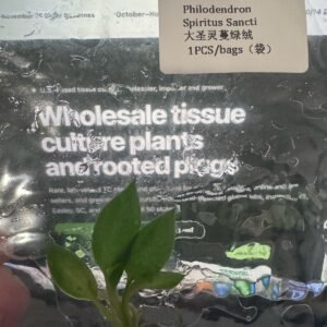 Philodendron Spiritus Sancti tissue culture plantlet in sterile container