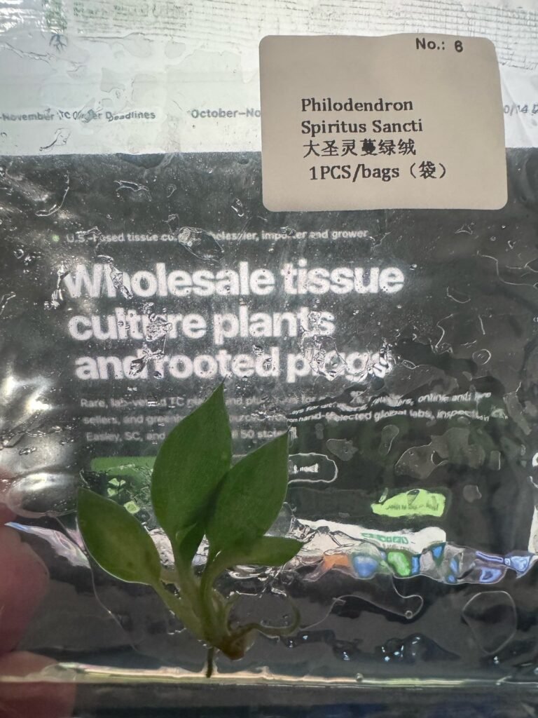 Philodendron Spiritus Sancti tissue culture plantlet in sterile container