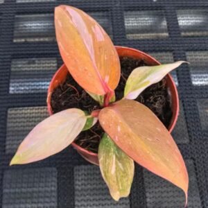 Philodendron Sunset Fairy tissue culture plantlet in sterile container