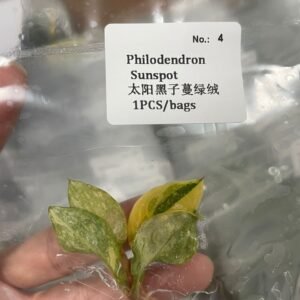 Philodendron Sunspot tissue culture plantlet in sterile container