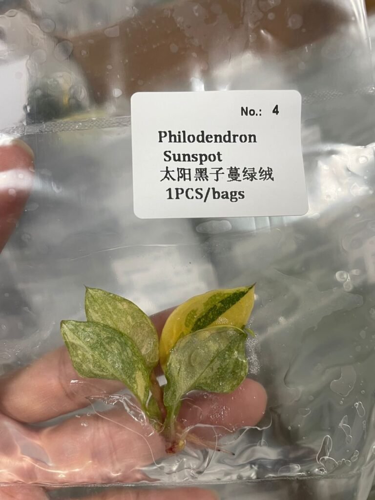 Philodendron Sunspot tissue culture plantlet in sterile container