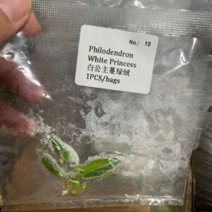 Philodendron White Princess tissue culture plantlet in sterile container