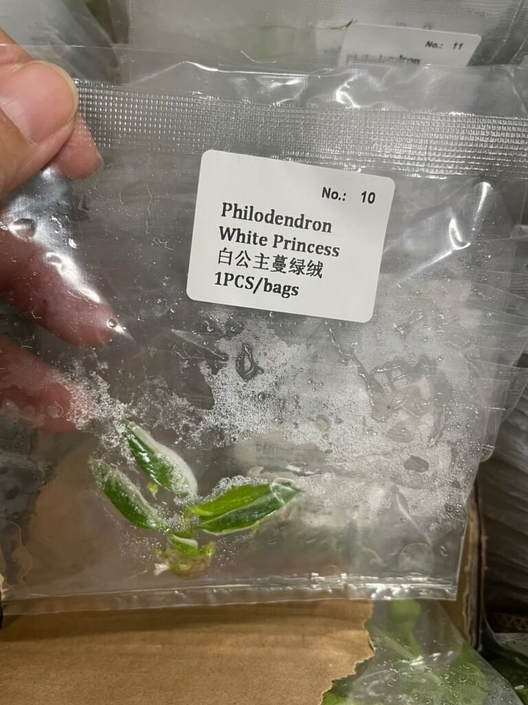 Philodendron White Princess tissue culture plantlet in sterile container