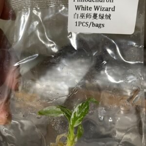 Philodendron White Wizard tissue culture plantlet in sterile container