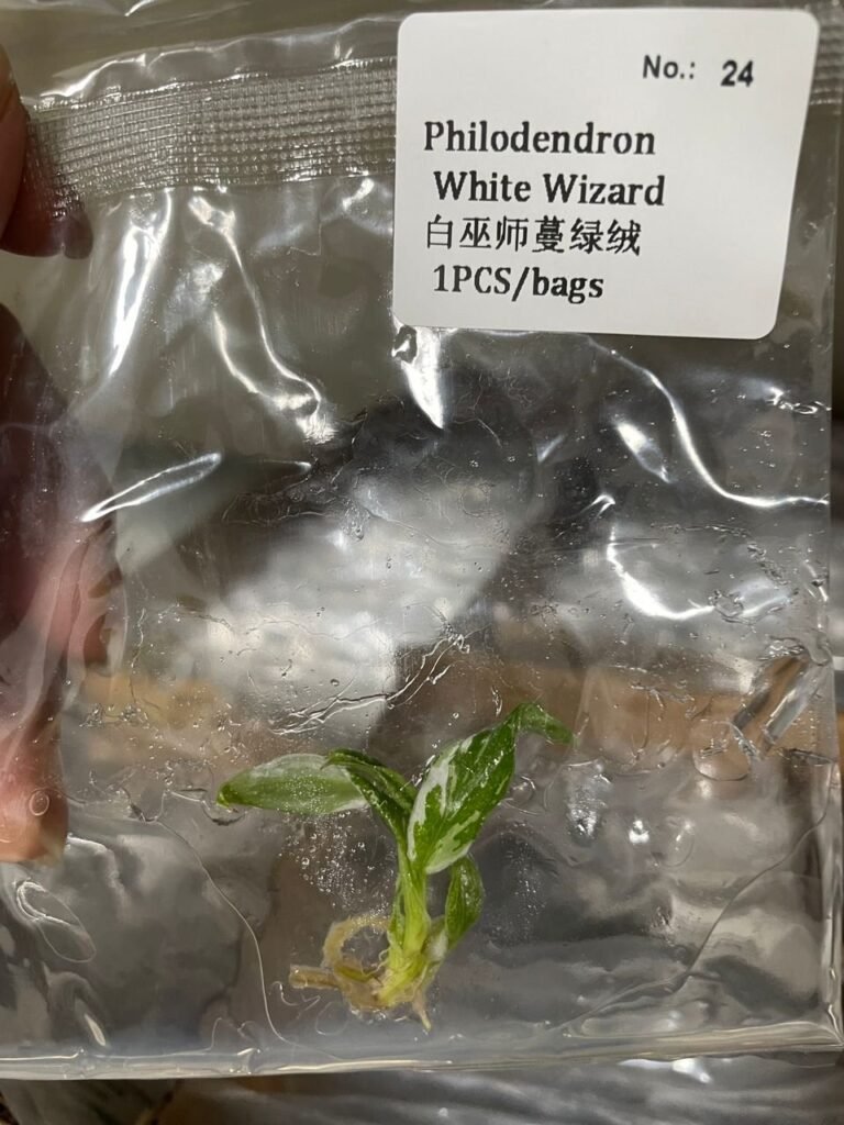 Philodendron White Wizard tissue culture plantlet in sterile container
