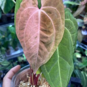 Anthurium Pink Horizon - Grower's Choice