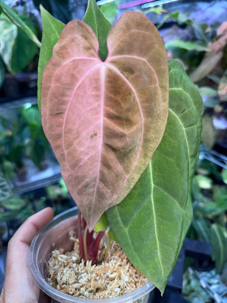 Anthurium Pink Horizon - Grower's Choice