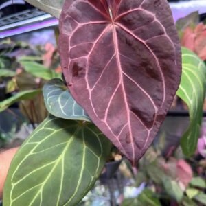 Anthurium EPP Red Crystal Mystique x Warocqueanum