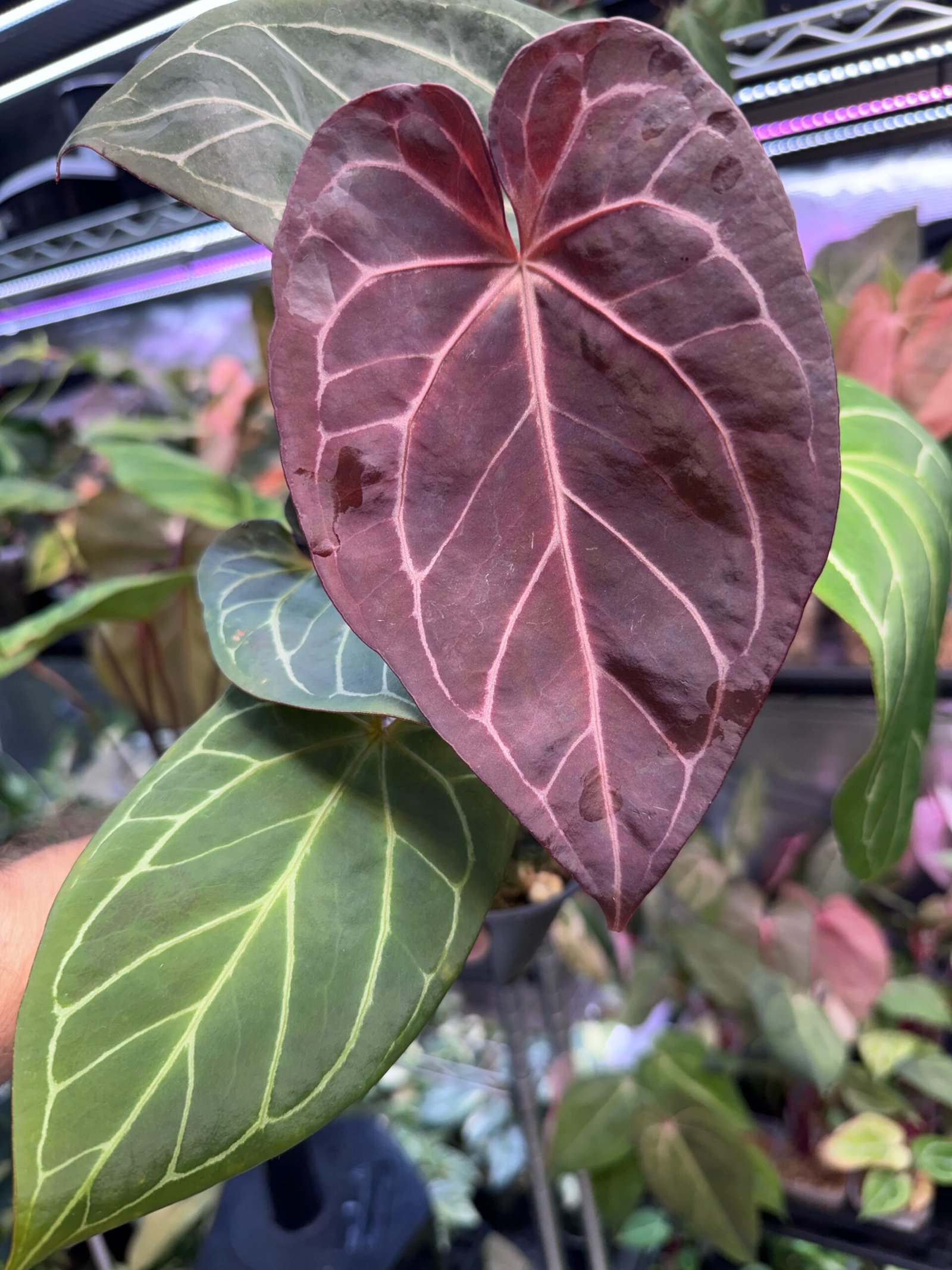 Anthurium EPP Red Crystal Mystique x Warocqueanum