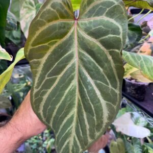Anthurium Red of Java – Exact Plant