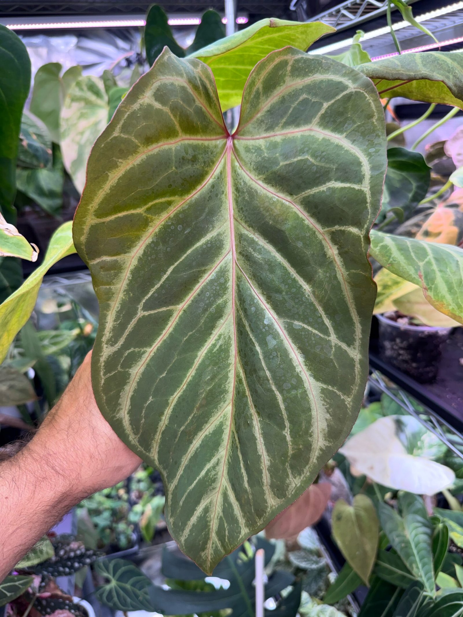 Anthurium Red of Java – Exact Plant