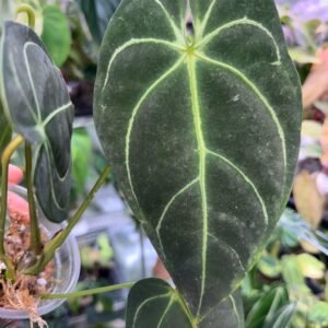 Anthurium Regale
