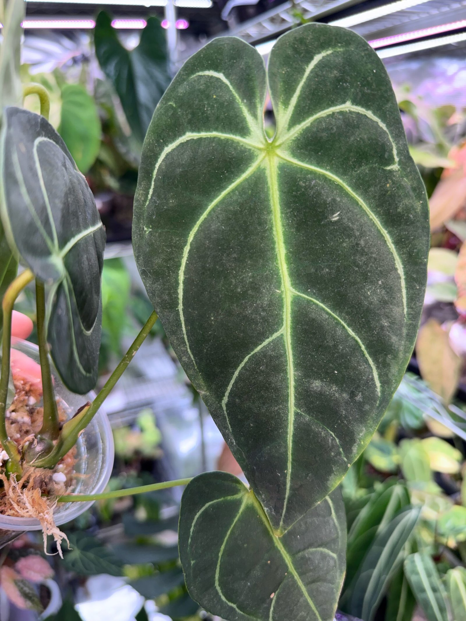 Anthurium Regale