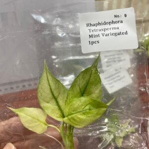 Rhaphidophora Tetrasperma Mint Variegated tissue culture plantlet in sterile container