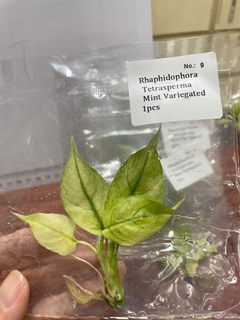 Rhaphidophora Tetrasperma Mint Variegated tissue culture plantlet in sterile container