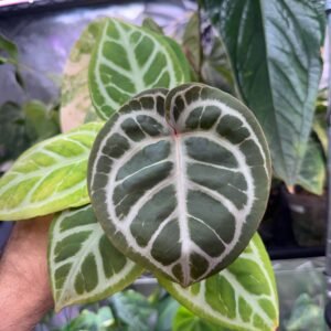 Anthurium EPP Silver Blush x Purple Mystique #2