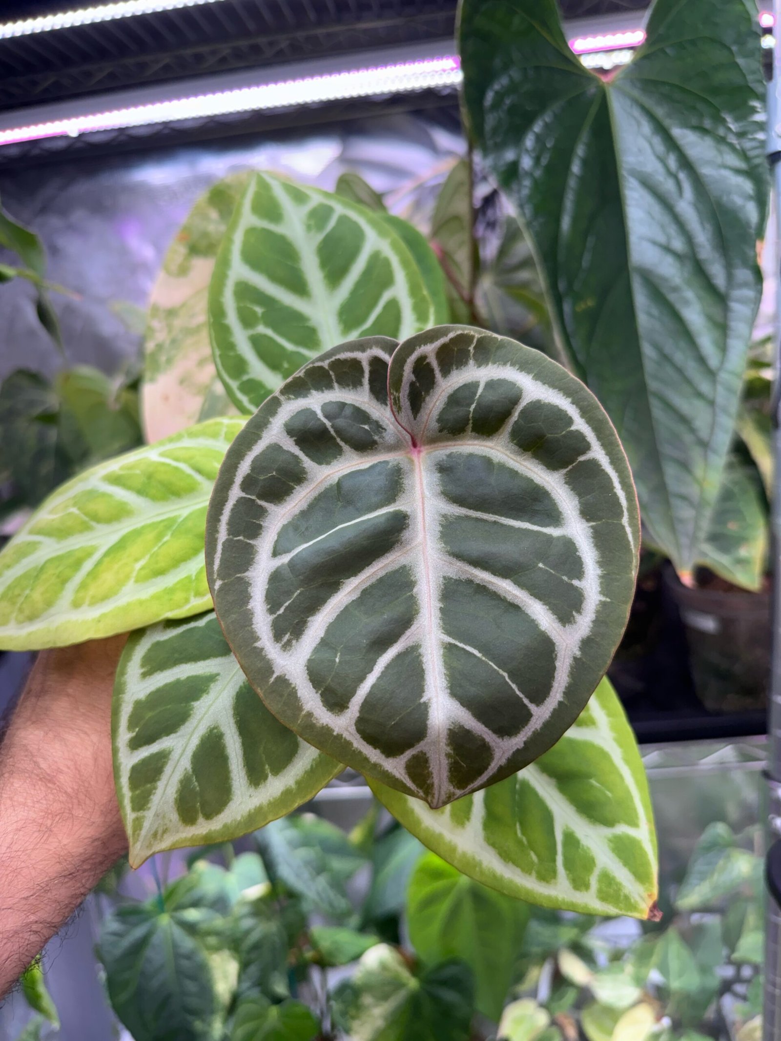 Anthurium EPP Silver Blush x Purple Mystique #2