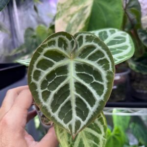 Anthurium EPP Silver Blush x Purple Mystique