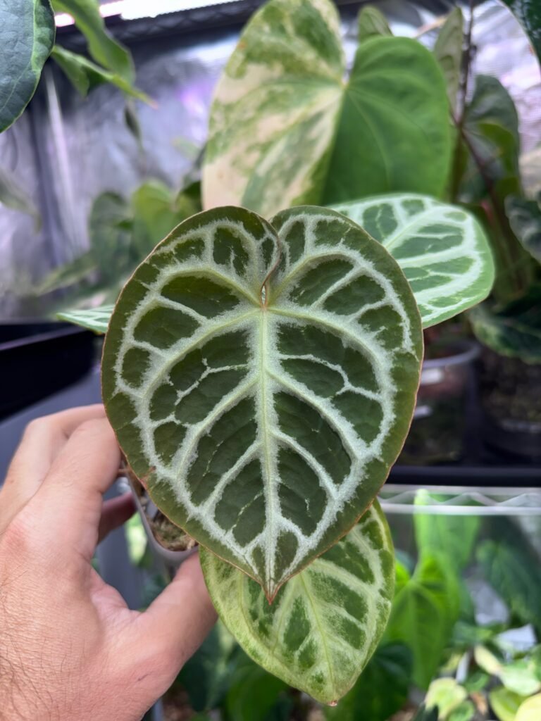 Anthurium EPP Silver Blush x Purple Mystique