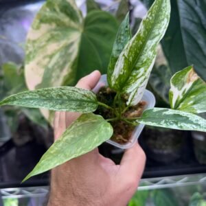 Anthurium Subsignatum Variegated
