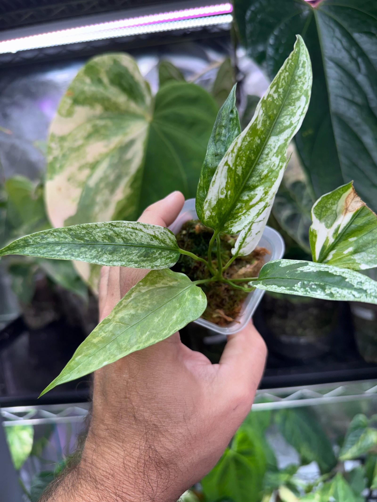 Anthurium Subsignatum Variegated