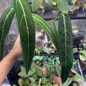 Anthurium Warocqueanum Dark Form (Queen Anthurium) - Grower's Choice