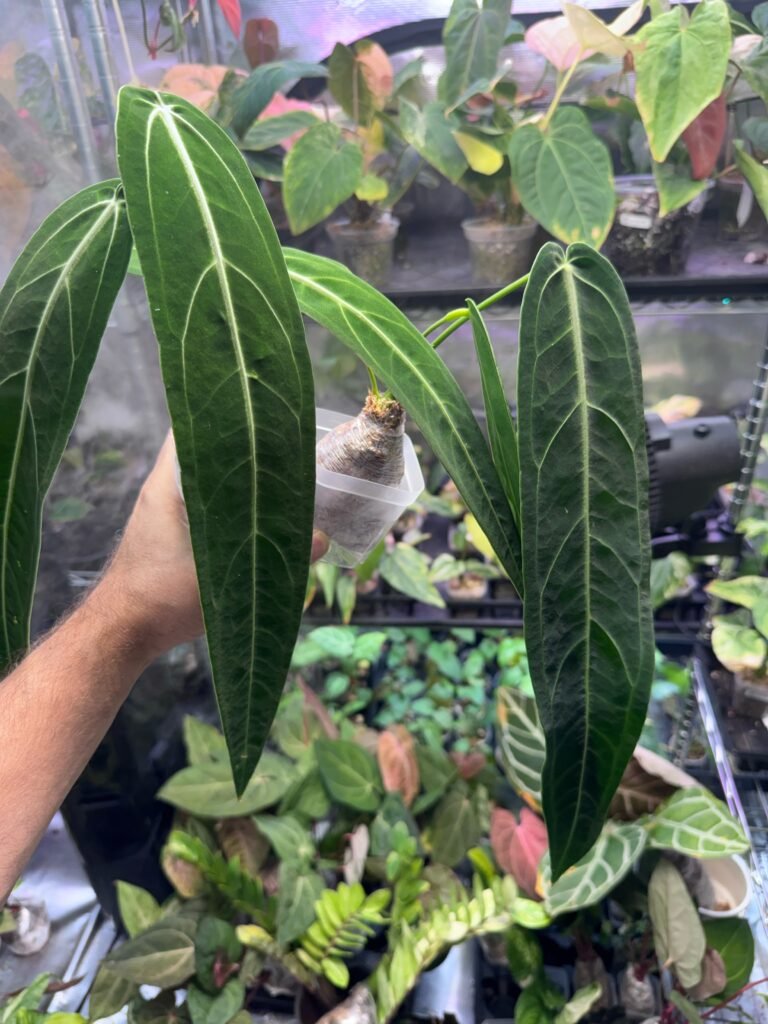Anthurium Warocqueanum Dark Form (Queen Anthurium) - Grower's Choice