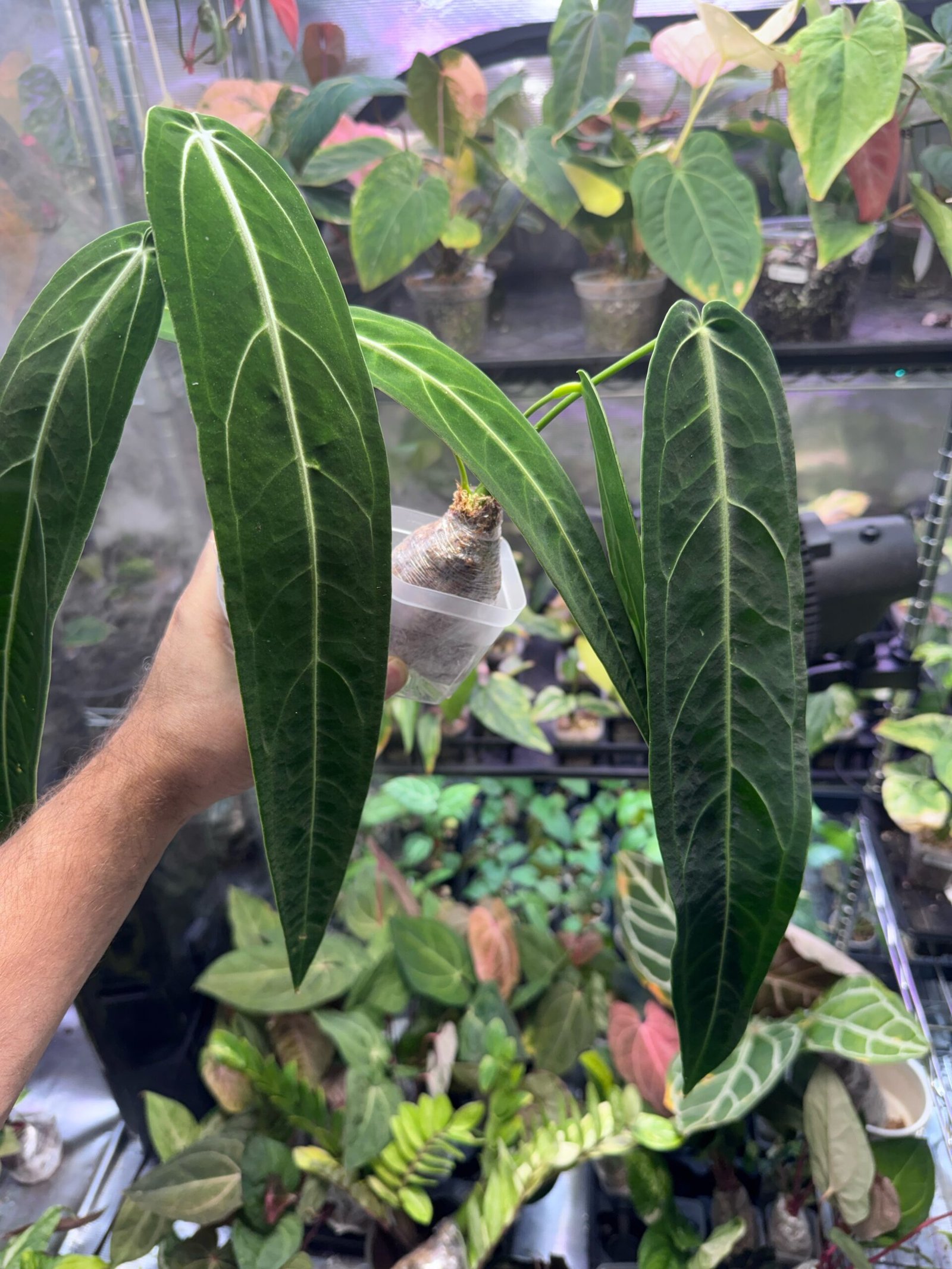 Anthurium Warocqueanum Dark Form (Queen Anthurium) - Grower's Choice