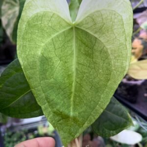 Anthurium White Moon