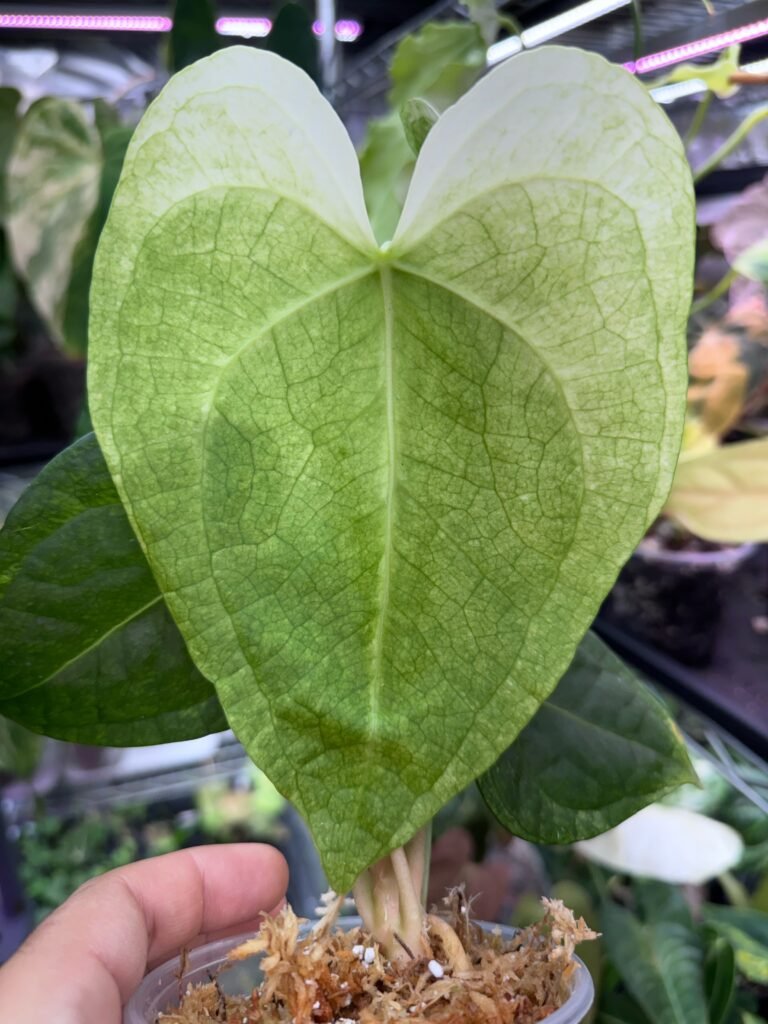 Anthurium White Moon