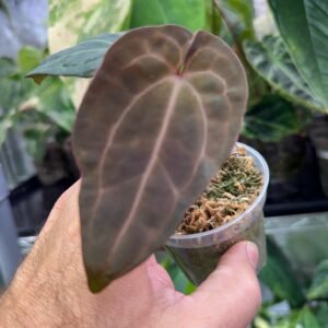 Anthurium (Zara x Michelle) x Red Vein Dark Phoenix (RVDP)